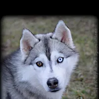 Specs NEUTERED, a male Siberian Husky for sale in Florence, KY – Photo 1 of 8