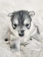 AKC Rev INTACT, a male Siberian Husky for sale in Florence, KY – Photo 8 of 9