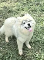 AKC Rev INTACT, a male Siberian Husky for sale in Florence, KY – Photo 1 of 9