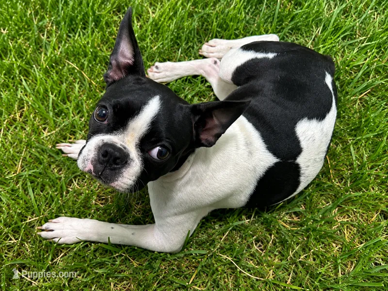 Mayo – Boston Terrier puppy for sale in Dallas, TX