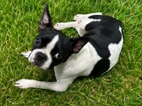 Mayo, a male Boston Terrier for sale in Dallas, TX – 1 of 9