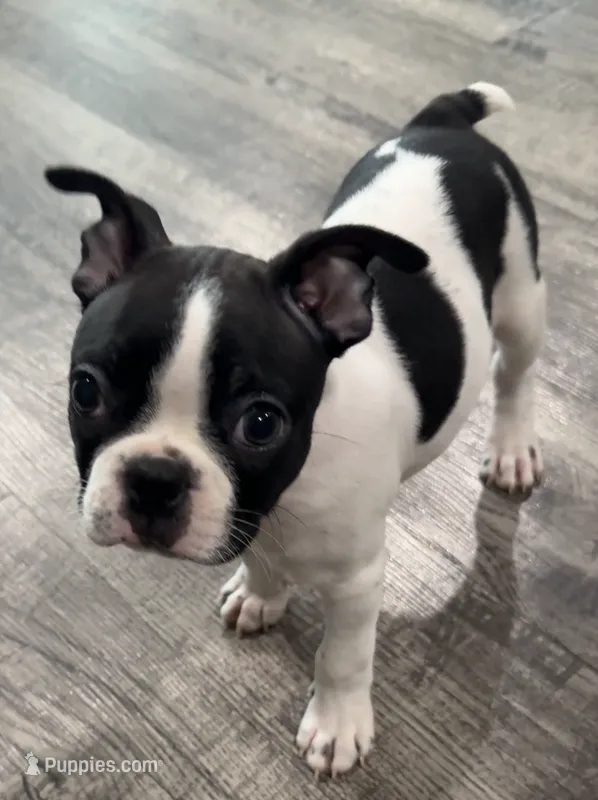 Mayo – Boston Terrier puppy for sale in Dallas, TX
