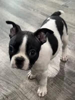 Mayo, a male Boston Terrier for sale in Dallas, TX – 1 of 7