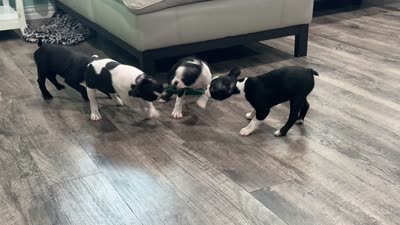 Mayo, a male Boston Terrier for sale in Dallas, TX – 7 of 7