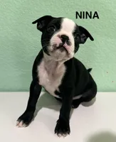 Nina, a female Boston Terrier for sale in Dallas, TX – 1 of 5