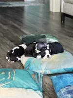 Nina, a female Boston Terrier for sale in Dallas, TX – 4 of 5