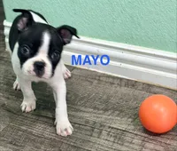 Mayo, a male Boston Terrier for sale in Dallas, TX – 5 of 7