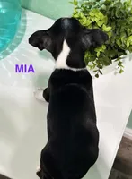 Mia, a female Boston Terrier for sale in Dallas, TX – 2 of 5