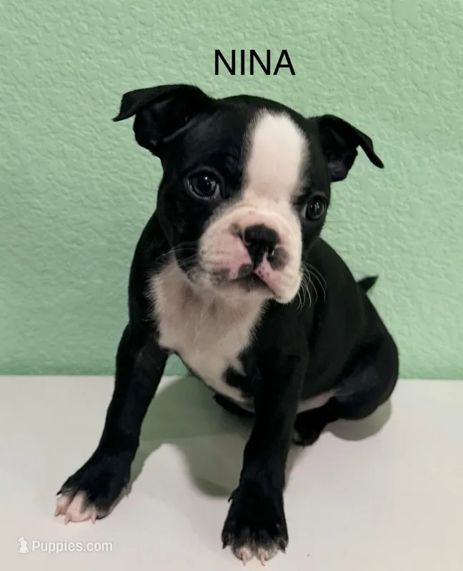 Nina – Boston Terrier puppy for sale in Dallas, TX