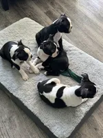 Nina, a female Boston Terrier for sale in Dallas, TX – 3 of 5
