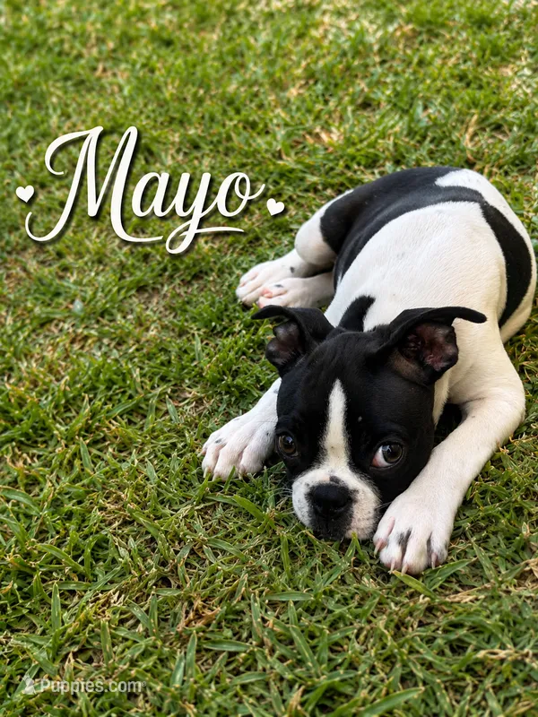 Mayo – Boston Terrier puppy for sale in Dallas, TX