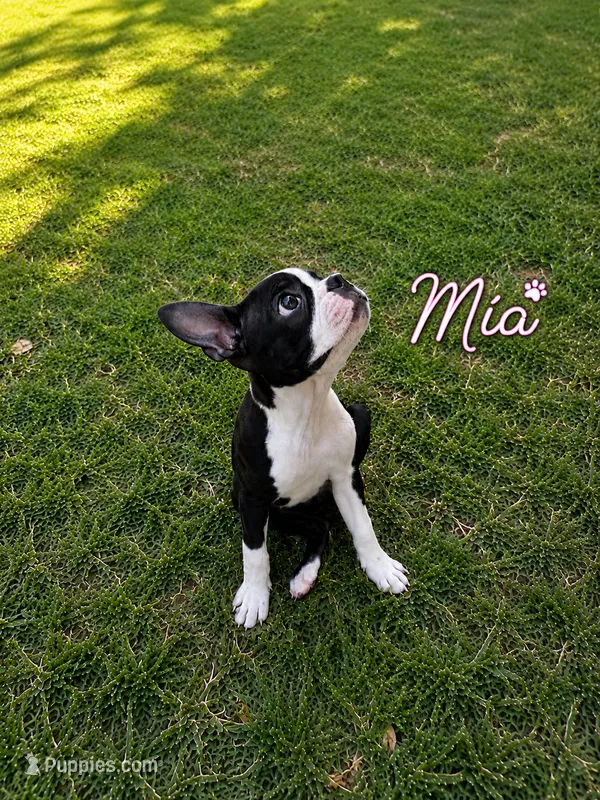 Mia – Boston Terrier puppy for sale in Dallas, TX