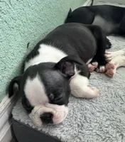 Maya, a female Boston Terrier for sale in Dallas, TX – 3 of 5