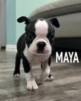 Maya, a female Boston Terrier for sale in Dallas, TX – 2 of 5