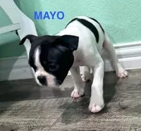 Mayo, a male Boston Terrier for sale in Dallas, TX – 6 of 7