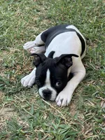 Mayo, a male Boston Terrier for sale in Dallas, TX – 8 of 9