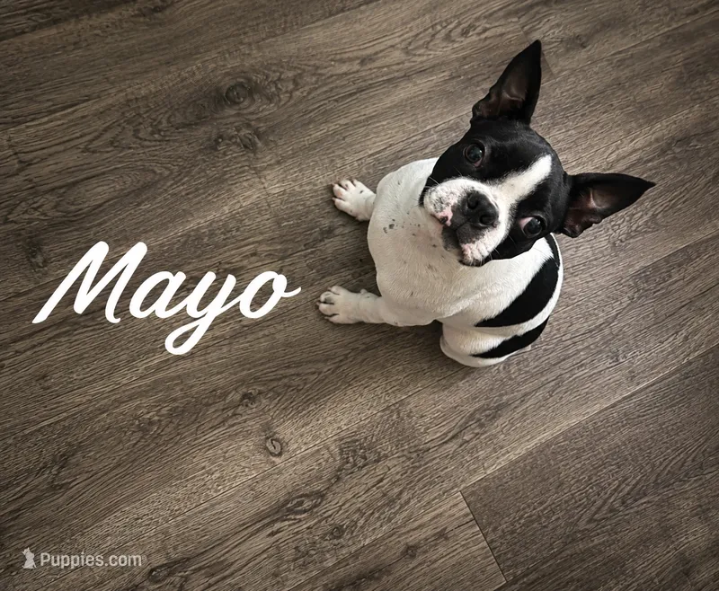Mayo – Boston Terrier puppy for sale in Dallas, TX