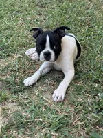 Mayo, a male Boston Terrier for sale in Dallas, TX – 7 of 9