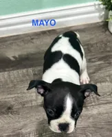 Mayo, a male Boston Terrier for sale in Dallas, TX – 2 of 7