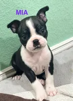 Mia, a female Boston Terrier for sale in Dallas, TX – 1 of 5