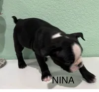 Nina, a female Boston Terrier for sale in Dallas, TX – 2 of 5