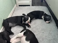 Mia, a female Boston Terrier for sale in Dallas, TX – 3 of 5