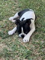 Mayo, a male Boston Terrier for sale in Dallas, TX – 5 of 9