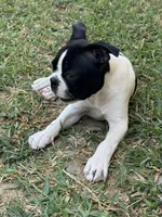 Mayo, a male Boston Terrier for sale in Dallas, TX – 6 of 9