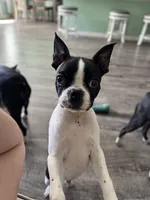 Mayo, a male Boston Terrier for sale in Dallas, TX – 2 of 9