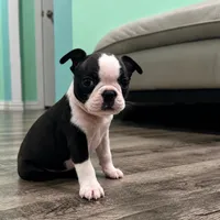 Maya, a female Boston Terrier for sale in Dallas, TX – 1 of 5