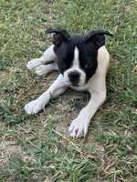 Mayo, a male Boston Terrier for sale in Dallas, TX – 4 of 9