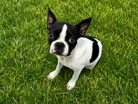 Mayo, a male Boston Terrier for sale in Dallas, TX – 3 of 9