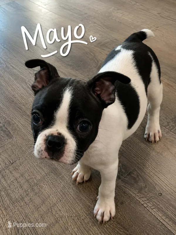 Mayo – Boston Terrier puppy for sale in Dallas, TX