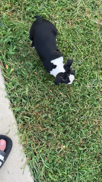 Mayo, a male Boston Terrier for sale in Dallas, TX – 3 of 7