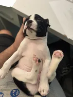 Mayo, a male Boston Terrier for sale in Dallas, TX – 4 of 7