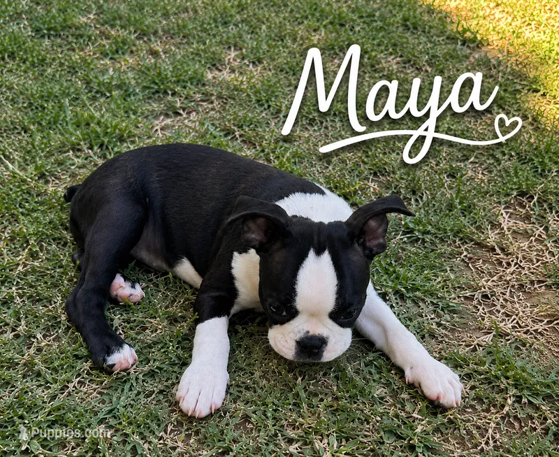 Maya – Boston Terrier puppy for sale in Dallas, TX