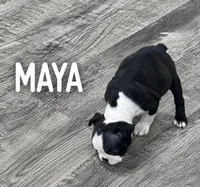 Maya, a female Boston Terrier for sale in Dallas, TX – 4 of 5