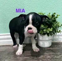 Mia, a female Boston Terrier for sale in Dallas, TX – 4 of 5