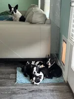 Mayo, a male Boston Terrier for sale in Dallas, TX – 9 of 9