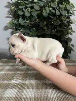 Olaf, a male French Bulldog for sale in Flippin, AR – 6 of 6