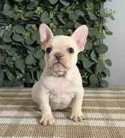 Olaf, a male French Bulldog for sale in Flippin, AR – 2 of 6