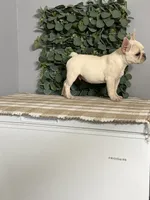 Olaf, a male French Bulldog for sale in Flippin, AR – 4 of 6