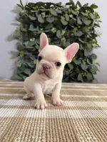 Olaf, a male French Bulldog for sale in Flippin, AR – 5 of 6