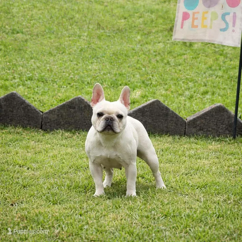 Anna – French Bulldog puppy for sale in Flippin, AR