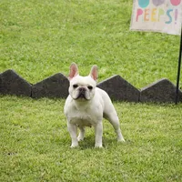 Anna, a female French Bulldog for sale in Flippin, AR – 1 of 2