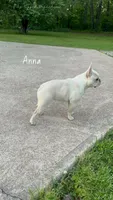 Anna, a female French Bulldog for sale in Flippin, AR – 2 of 2