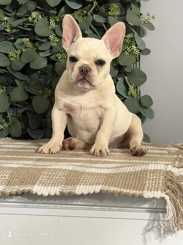 Olaf – French Bulldog puppy for sale in Flippin, AR