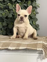 Olaf, a male French Bulldog for sale in Flippin, AR – 1 of 6