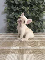 Olaf, a male French Bulldog for sale in Flippin, AR – 3 of 6