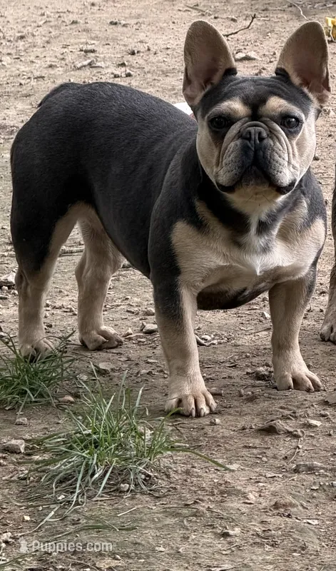 Dory – French Bulldog puppy for sale in Flippin, AR